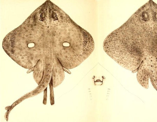 Bathyraja murrayi &copy; GÜNTHER, A. (1880)