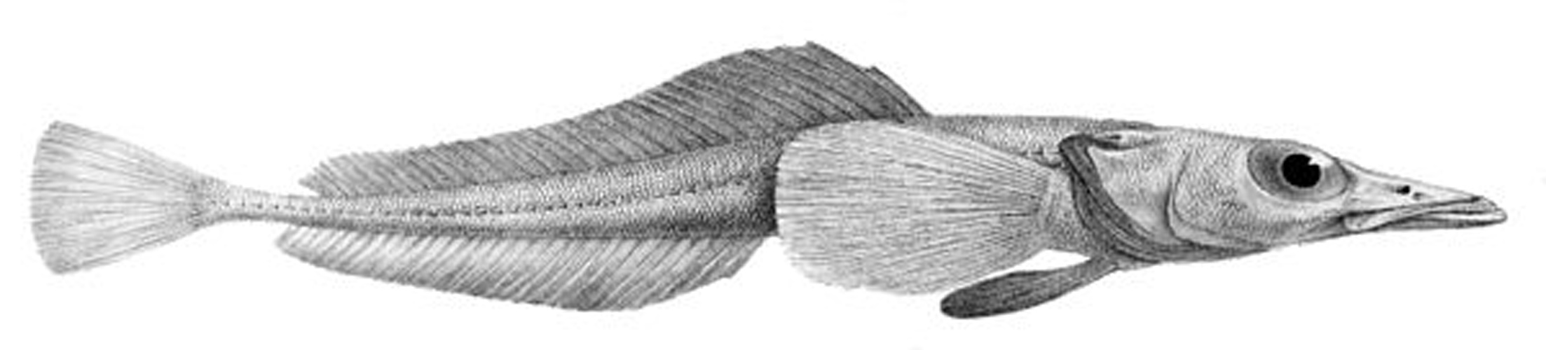 Bathydraco antarcticus &copy; R. Mintern