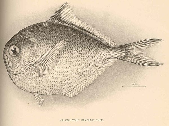 Brama orcini &copy; <bdi><a href="https://en.wikipedia.org/wiki/en:John_Otterbein_Snyder" class="extiw" title="w:en:John Otterbein Snyder">John Otterbein Snyder</a>
</bdi>