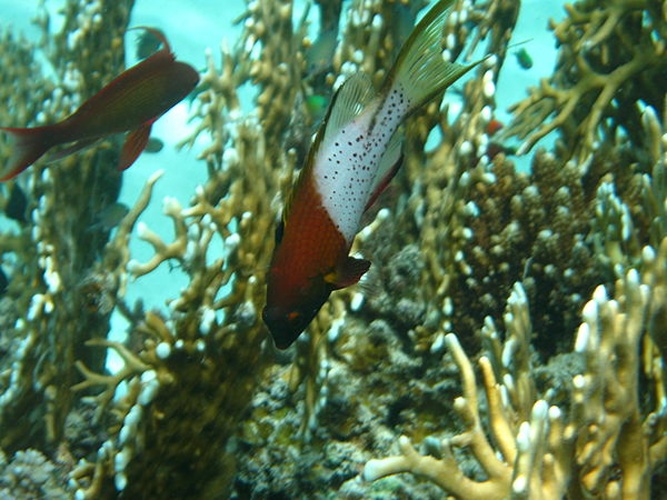 Bodianus anthioides &copy; J. Hutsch