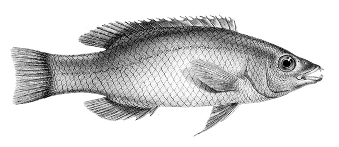 Axilspot hogfish © Francis Day (1829–1889)