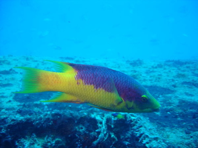 Spanish hogfish &copy; <a rel="nofollow" class="external text" href="https://www.flickr.com/people/14990935@N02">Ventura</a> from Brasil