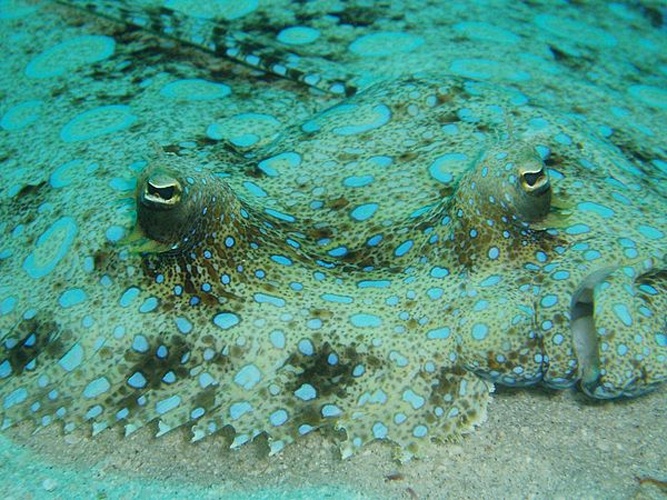Plate fish © Becky A. Dayhuff, Environmental Educator