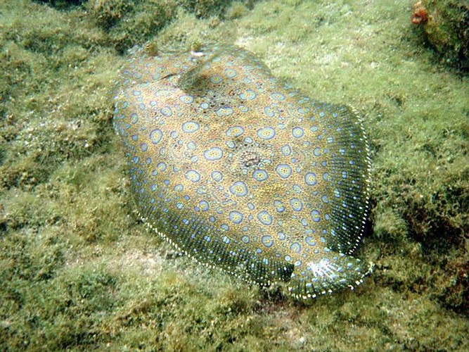 Peacock flounder &copy; <a rel="nofollow" class="external text" href="https://sites.google.com/site/thebrockeninglory/">Brocken Inaglory</a>