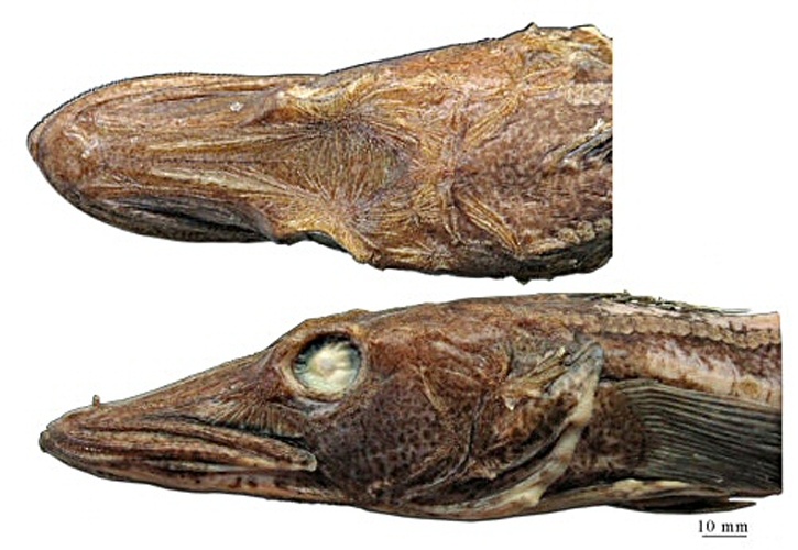 Channichthys panticapaei © <a rel="nofollow" class="external text" href="http://www-zoology.univer.kharkov.ua/Personal/gennadiy.htm">GeSHaFish</a>