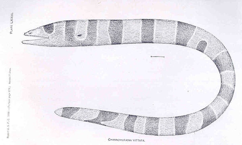 Channomuraena vittata © <bdi><a href="https://en.wikipedia.org/wiki/en:David_Starr_Jordan" class="extiw" title="w:en:David Starr Jordan">David Starr Jordan</a>
</bdi>