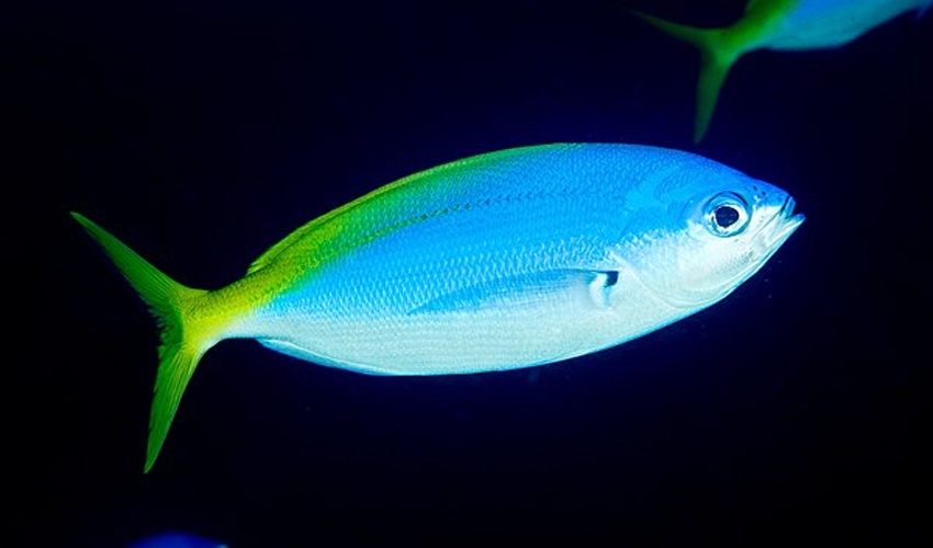 Caesio teres &copy; <a rel="nofollow" class="external text" href="https://www.flickr.com/people/125265709@N08">Rickard Zerpe</a>