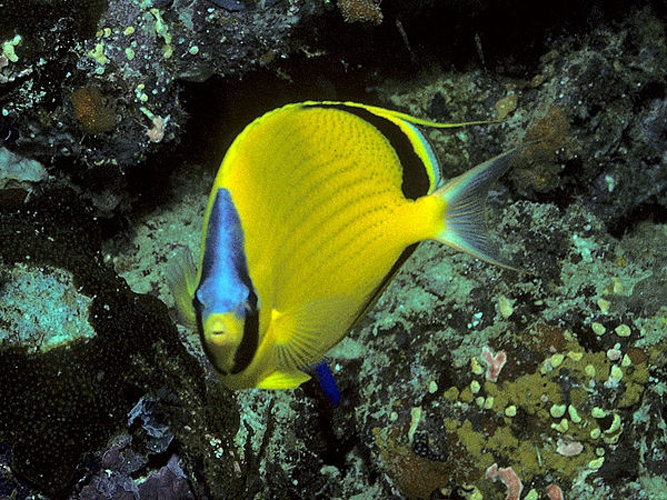 Dotted butterflyfish © Bernard E. Picton <a href="//commons.wikimedia.org/wiki/User:BernardP" title="User:BernardP">BernardP</a>