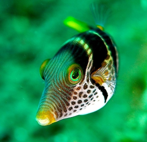 Valentinni's sharpnose puffer © <a rel="nofollow" class="external text" href="https://www.flickr.com/people/diverslog/">Jenny (JennyHuang) from Taipei</a>