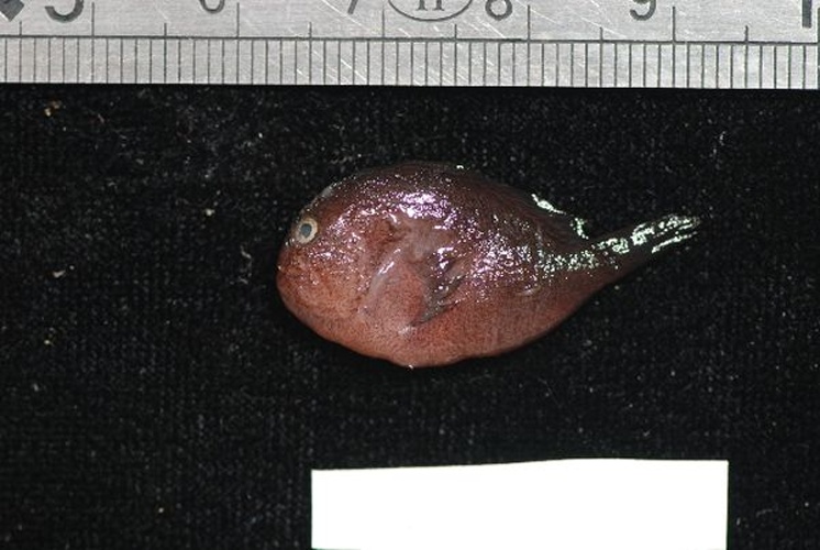 Caracanthus unipinna © Serge Planes