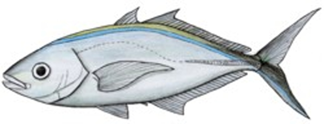 Caranx ruber © <a href="//commons.wikimedia.org/w/index.php?title=User:Kare_Kare&amp;action=edit&amp;redlink=1" class="new" title="User:Kare Kare (page does not exist)">Kare Kare</a>