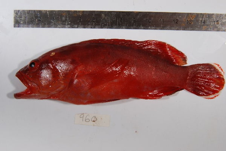 Cephalopholis spiloparaea &copy; Serge Planes