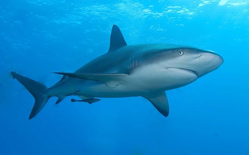 Carcharhinus perezii © <a href="//commons.wikimedia.org/wiki/User:Albert_kok" title="User:Albert kok">Albert kok</a>