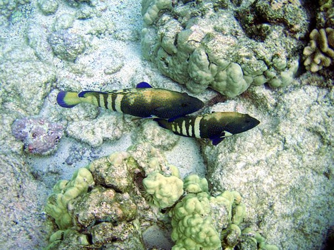 Blue-Spotted Grouper © <a rel="nofollow" class="external text" href="https://sites.google.com/site/thebrockeninglory/">Brocken Inaglory</a>