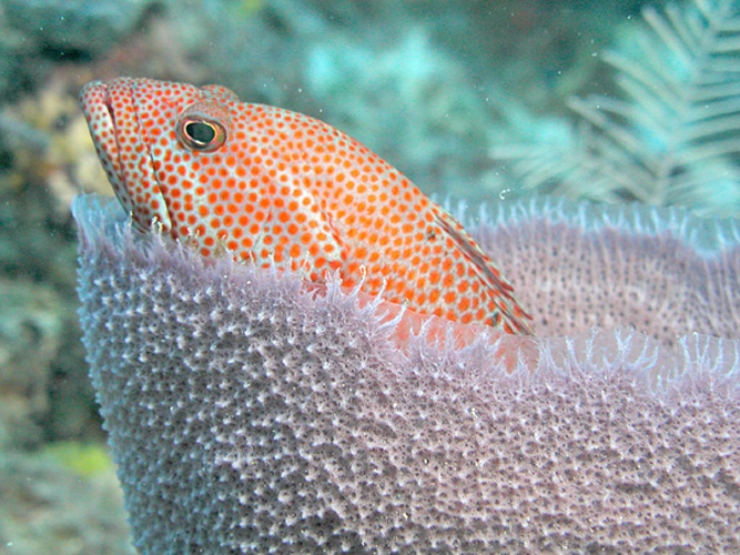 Cephalopholis fulva &copy; The original uploader was <a href="https://en.wikipedia.org/wiki/User:Aquaimages" class="extiw" title="wikipedia:User:Aquaimages">Aquaimages</a> at <a href="https://en.wikipedia.org/wiki/" class="extiw" title="wikipedia:">English Wikipedia</a>.