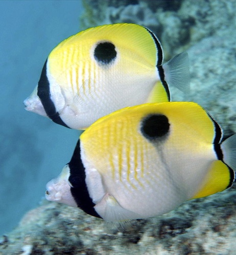 Teardrop butterflyfish &copy; <a rel="nofollow" class="external text" href="https://www.flickr.com/people/leonardlow/">Leonard Low from Australia</a>