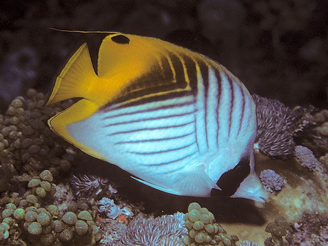 Threadfin butterflyfish © Bernard E. Picton <a href="//commons.wikimedia.org/wiki/User:BernardP" title="User:BernardP">BernardP</a>