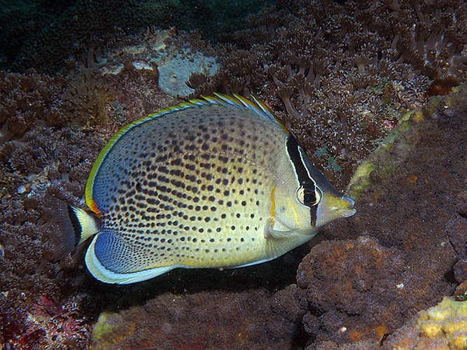 Peppered butterflyfish © <a href="//commons.wikimedia.org/wiki/User:BernardP" title="User:BernardP">Bernard Picton</a>
