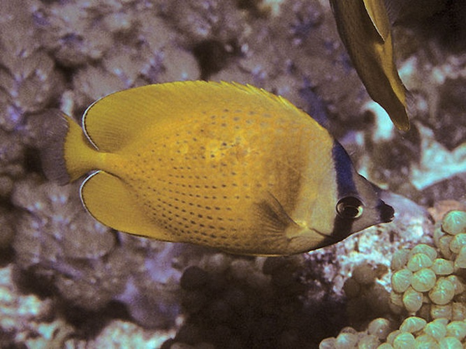 Sunburst butterflyfish © Bernard E. Picton <a href="//commons.wikimedia.org/wiki/User:BernardP" title="User:BernardP">BernardP</a>