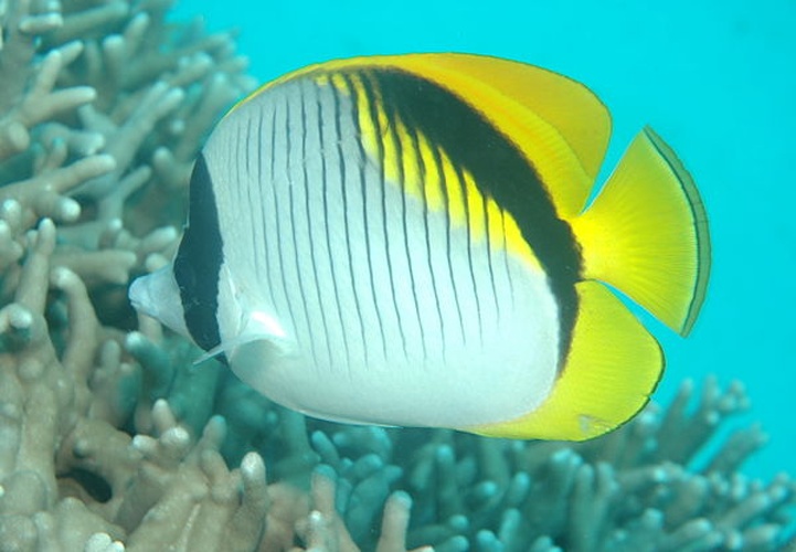 Lined butterflyfish &copy; <a rel="nofollow" class="external text" href="https://www.flickr.com/people/leonardlow/">Leonard Low from Australia</a>