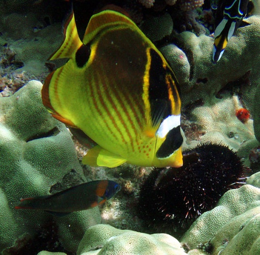 Raccoon butterflyfish © <a rel="nofollow" class="external text" href="https://sites.google.com/site/thebrockeninglory/">Brocken Inaglory</a>