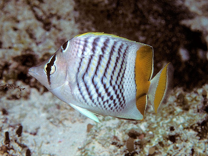 Seychelles butterflyfish © Bernard E. Picton <a href="//commons.wikimedia.org/wiki/User:BernardP" title="User:BernardP">BernardP</a>