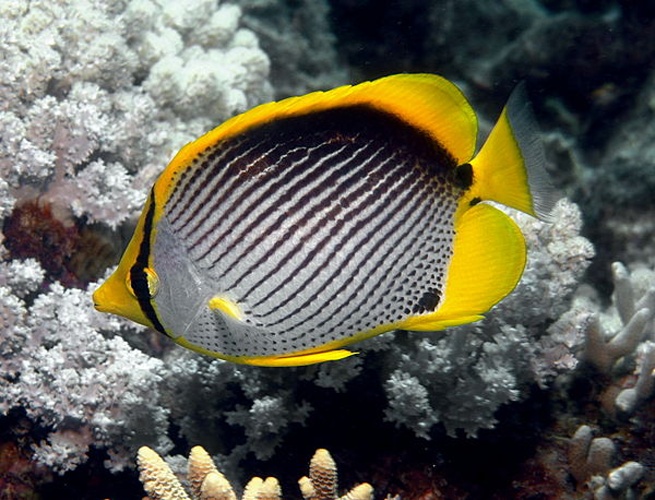 Blackback butterflyfish &copy; <a rel="nofollow" class="external text" href="https://www.flickr.com/people/leonardlow/">Leonard Low from Australia</a>