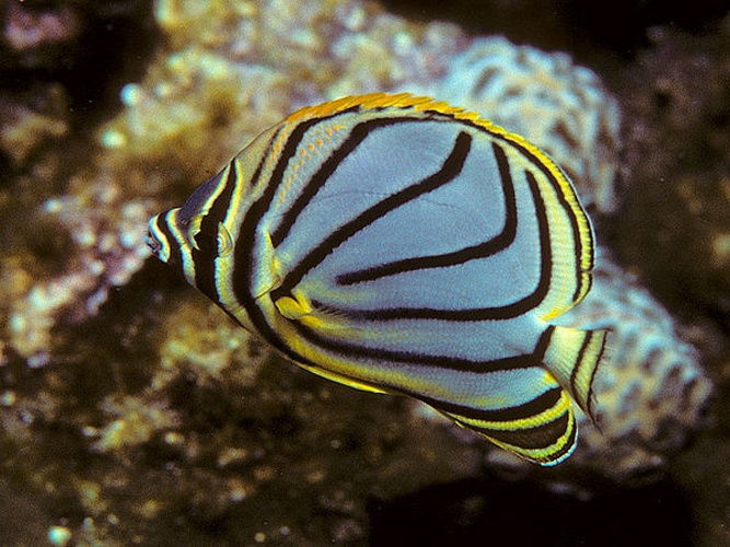 Scrawled butterflyfish © Bernard E. Picton <a href="//commons.wikimedia.org/wiki/User:BernardP" title="User:BernardP">BernardP</a>