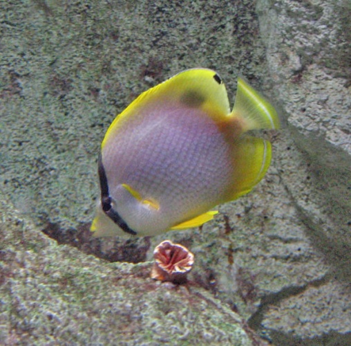 Spotfin butterflyfish © <a href="https://en.wikipedia.org/wiki/User:Cholmes75" class="extiw" title="wikipedia:User:Cholmes75">Cholmes75</a> at <a href="https://en.wikipedia.org/wiki/" class="extiw" title="wikipedia:">English Wikipedia</a>