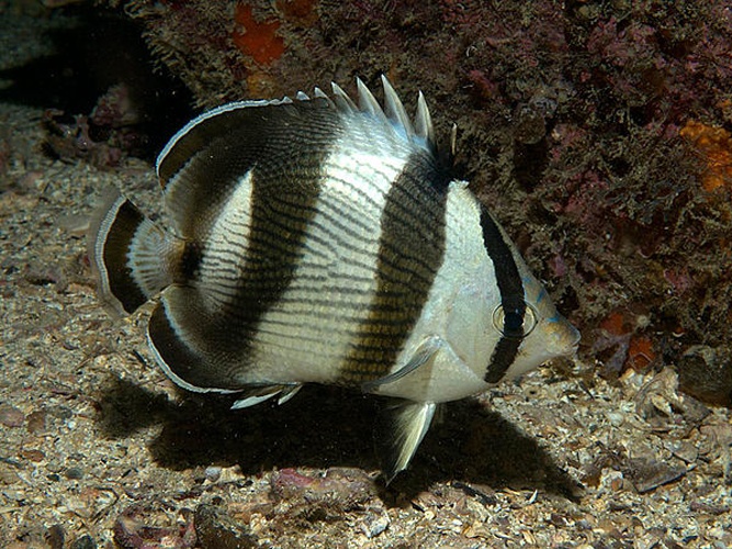 Banded butterflyfish &copy; Bernard E. Picton