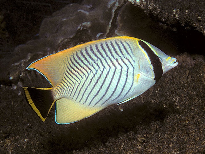 Chevron butterflyfish © Bernard E. Picton <a href="//commons.wikimedia.org/wiki/User:BernardP" title="User:BernardP">BernardP</a>