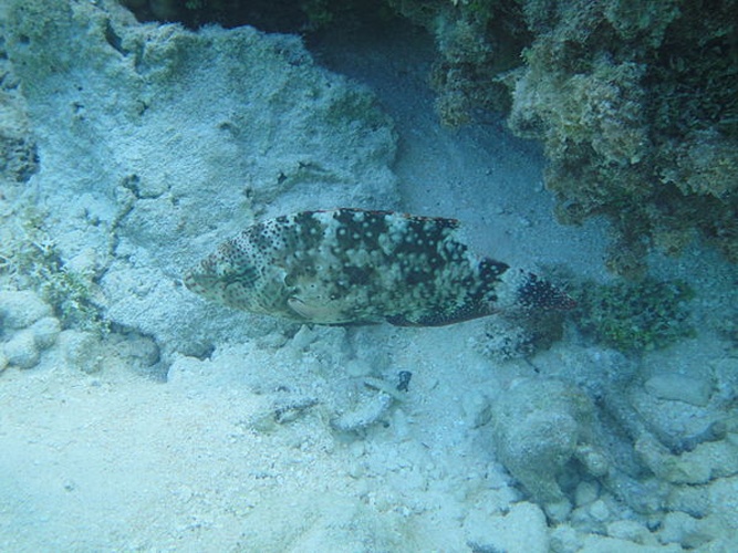 Floral wrasse © <a href="//commons.wikimedia.org/wiki/User:NicoDesSables" title="User:NicoDesSables">NicoDesSables</a>