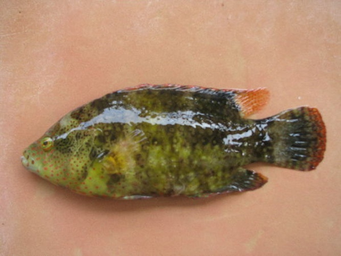 Cheilinus trilobatus &copy; Frederick Hermanus Van der Bank, University of Johannesburg