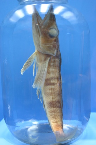 Mackerel icefish © <a rel="nofollow" class="external text" href="https://www.flickr.com/photos/14405058@N08">Ryan Somma</a>