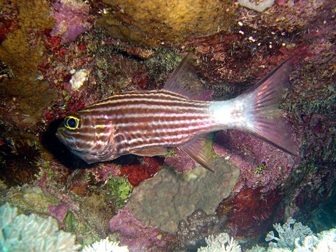 Cheilodipterus macrodon © <a rel="nofollow" class="external text" href="http://herramientas.educa.madrid.org/animalandia/autor.php?nombre=Fernando%20Herranz%20Mart%EDn">Fernando Herranz Martín</a>