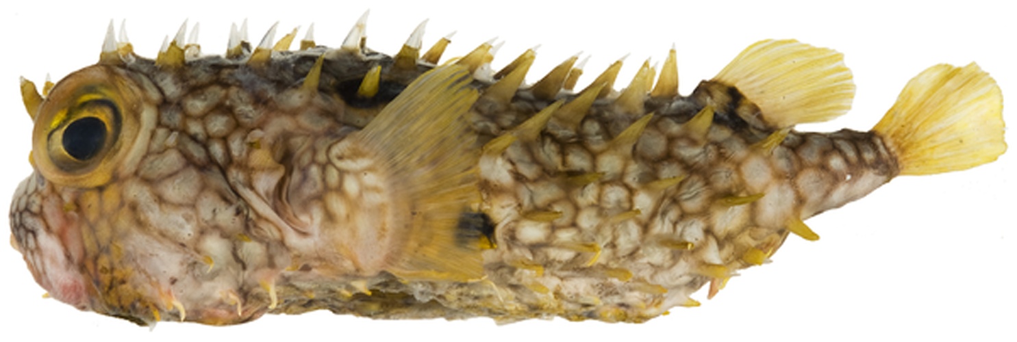 Chilomycterus antillarum © Williams, J. T.; Carpenter, K. E.; Van Tassell, J. L.; Hoetjes, P.; Toller, W.; Etnoyer, P.; Smith, M.