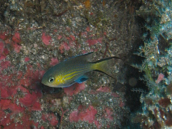 Chromis nigrura © This photo has been taken by <b><a href="//commons.wikimedia.org/wiki/User:Mirgolth" title="User:Mirgolth">Matthieu Sontag</a></b> (User:Mirgolth) and released under the licenses stated below. You are free to use it for any purpose as long as you credit me as author, Wikimedia Commons as site and follow the terms of the licenses. Could you be kind enough to <a href="https://fr.wikipedia.org/wiki/Discussion_Utilisateur:Mirgolth" class="extiw" title="fr:Discussion Utilisateur:Mirgolth">leave me a message on this page</a> to inform me about your use of this picture.