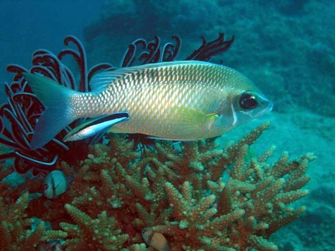 Chromis xanthochira © Anders Poulsen, Deep Blue (<a rel="nofollow" class="external free" href="http://www.colours.dk/">http://www.colours.dk/</a>)
