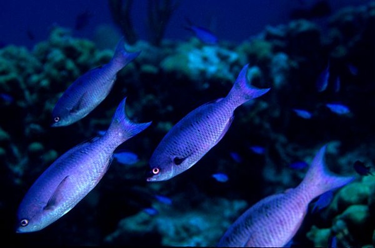 Clepticus parrae © Dr. Dwayne Meadows, NOAA/NMFS/OPR.