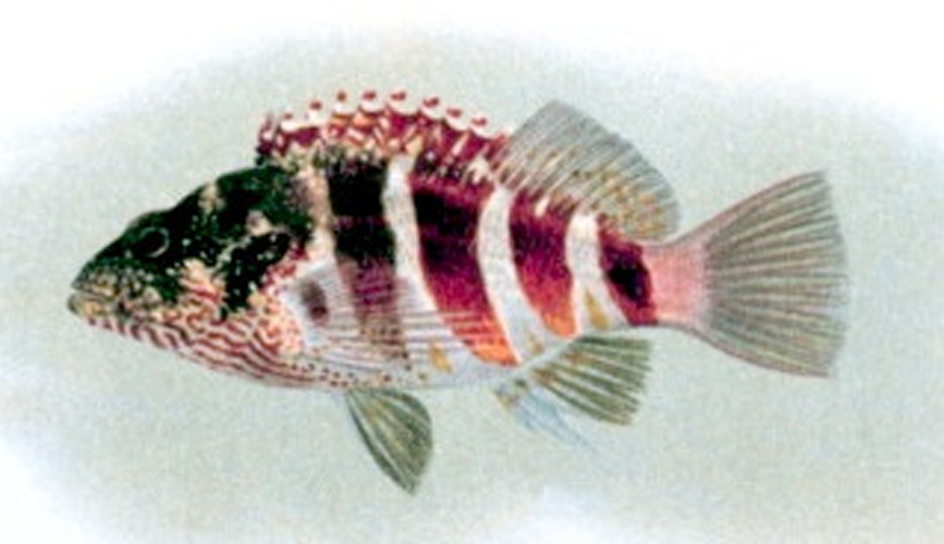Cirrhitops fasciatus © 