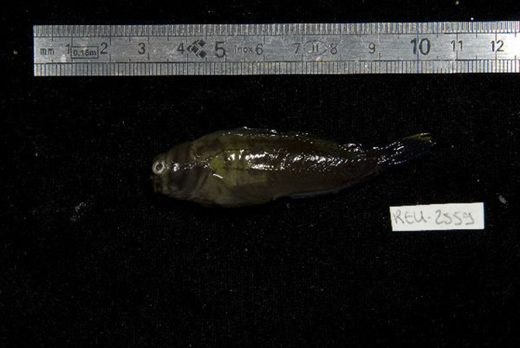 Cirripectes stigmaticus &copy; Unspecified