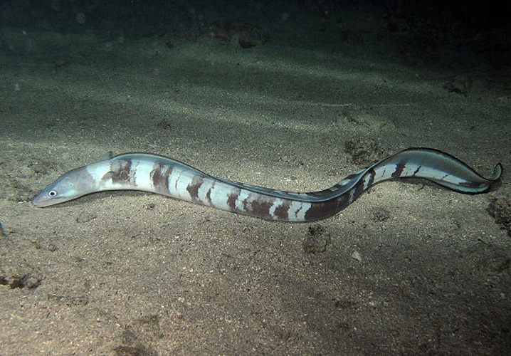 Longfin African conger &copy; Philippe Bourjon