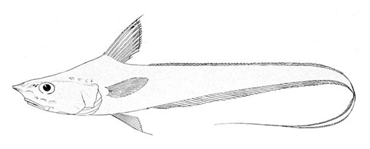 Coryphaenoides filicauda © 