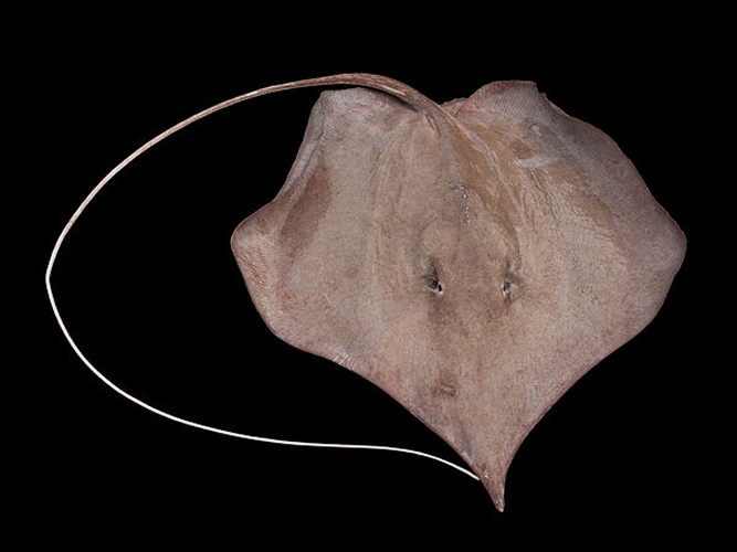 Sharpsnout stingray © Tomas Willems &amp; <a href="//commons.wikimedia.org/wiki/User:Biopics" title="User:Biopics">Hans Hillewaert</a>