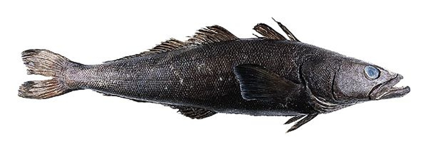 Patagonian toothfish © 
