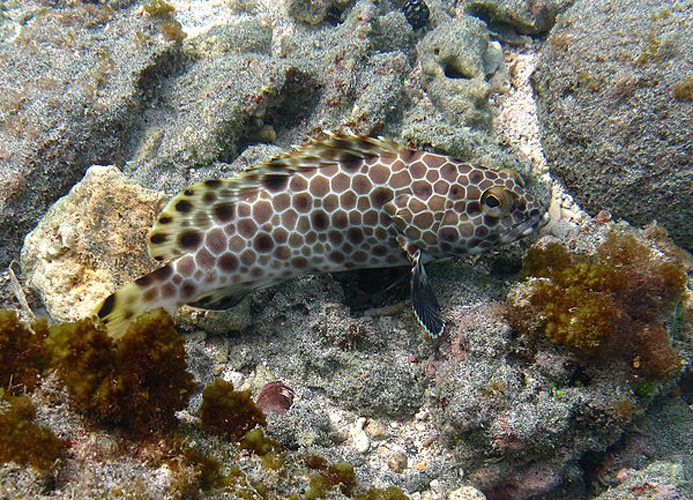 Epinephelus macrospilos © Philippe Bourjon
