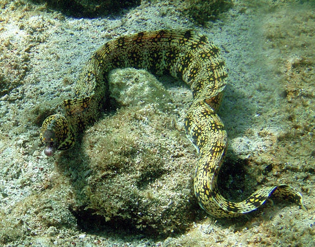 Snowflake moray &copy; <a rel="nofollow" class="external text" href="https://sites.google.com/site/thebrockeninglory/">Brocken Inaglory</a>