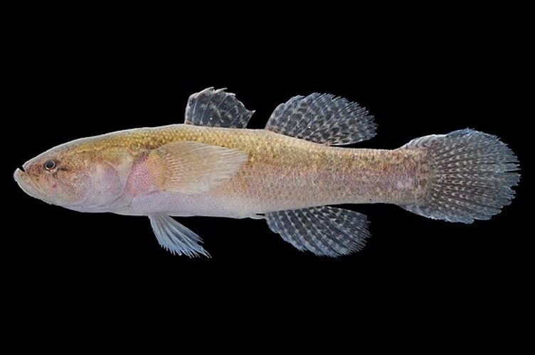 Broadhead sleeper &copy; Dinh D. Tran, FiMSeA