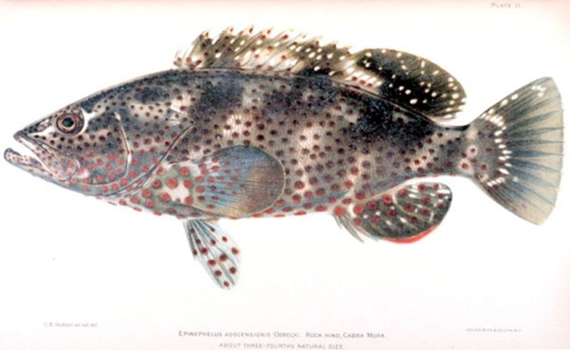 Epinephelus adscensionis © 