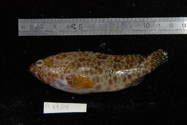Epinephelus hexagonatus &copy; Serge Planes